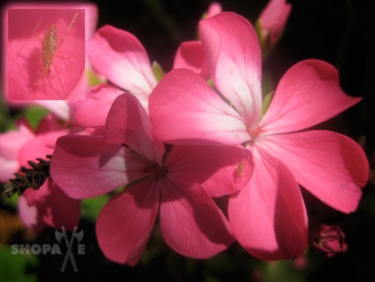 Pink Flower With Insect By DemoMember