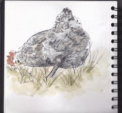 Grazing Hen By LilyRaine