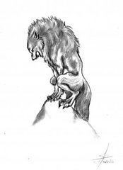 Wolf