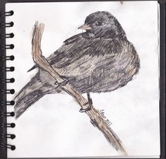 Junco By LilyRaine