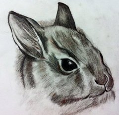 Traditional Art : Rabbit By Disney4Shades