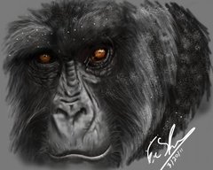 Gorilla By franeres