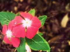 Impatiens