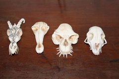 Skulls