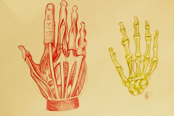 Anatomy Sketch By MelissaSynSmash