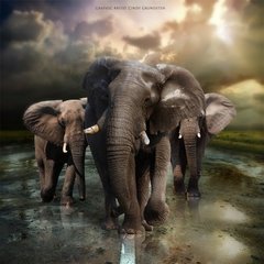 Elephants By Cindy
