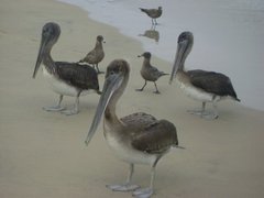 Birds On The Beach By Maggy803