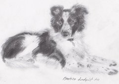 Border Collie By Gaki-gaki