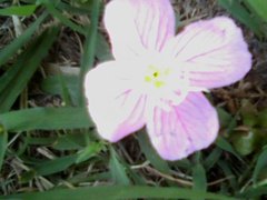 Pink Flower