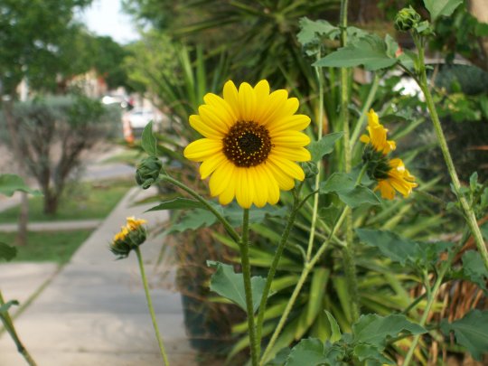 Sunflower By Maggy803