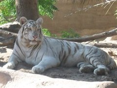 White Tiger By Maggy803