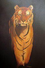 Tiger By Boldy
