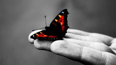Butterfly By allson