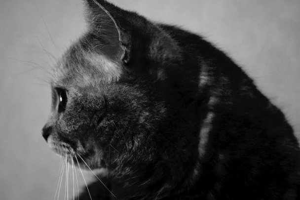 Cat Profile By allson