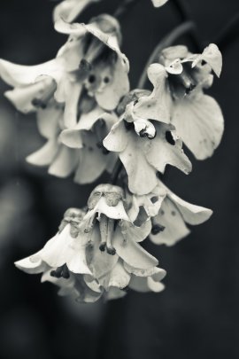 Grey Flower By allson