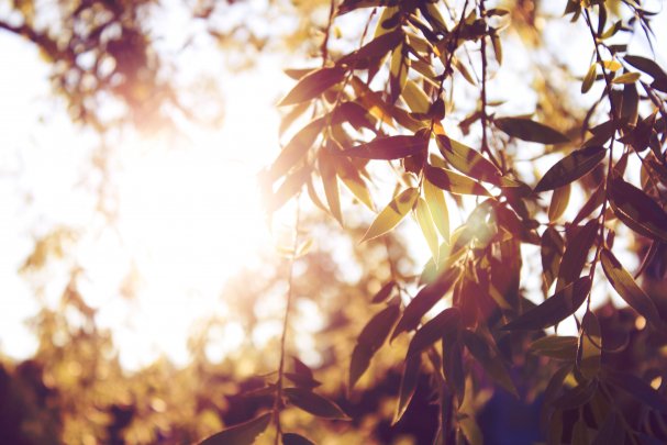 Leafs In Sunlight By allson