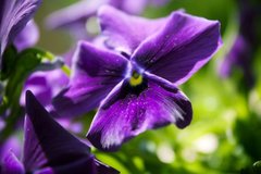 Purple Flower By allson