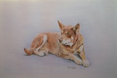 Sam, Australian Kelpie By Boldy