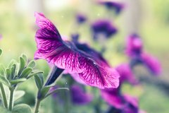 Flower And Dust