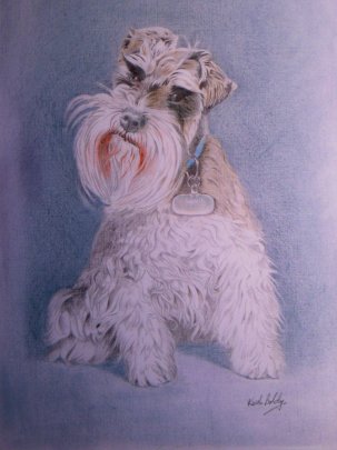 Louis, Minature Schnauzer By Boldy