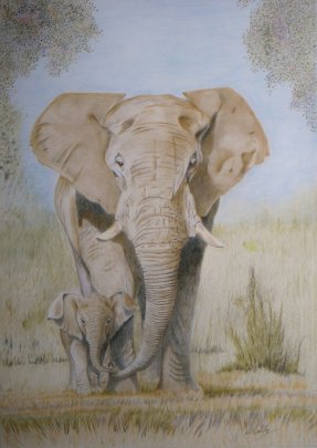 African Elephant And Proud Father By Boldy