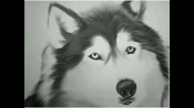 Siberian Husky Drawing