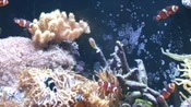 Tank Of Clownfish